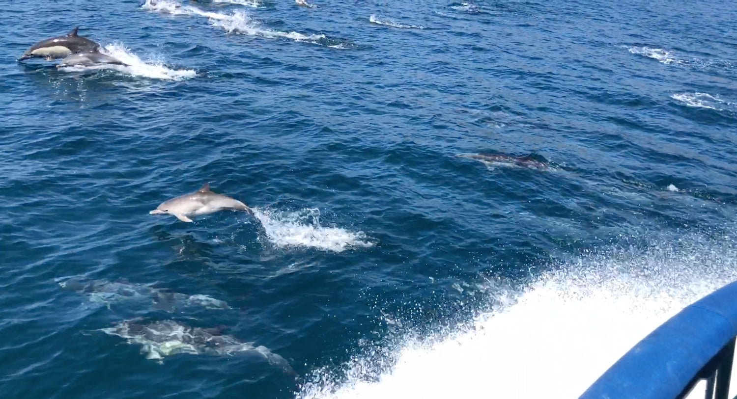 Huge Pod of Tiny Baby Dolphins Jumping & Container Ships Stacked off LA