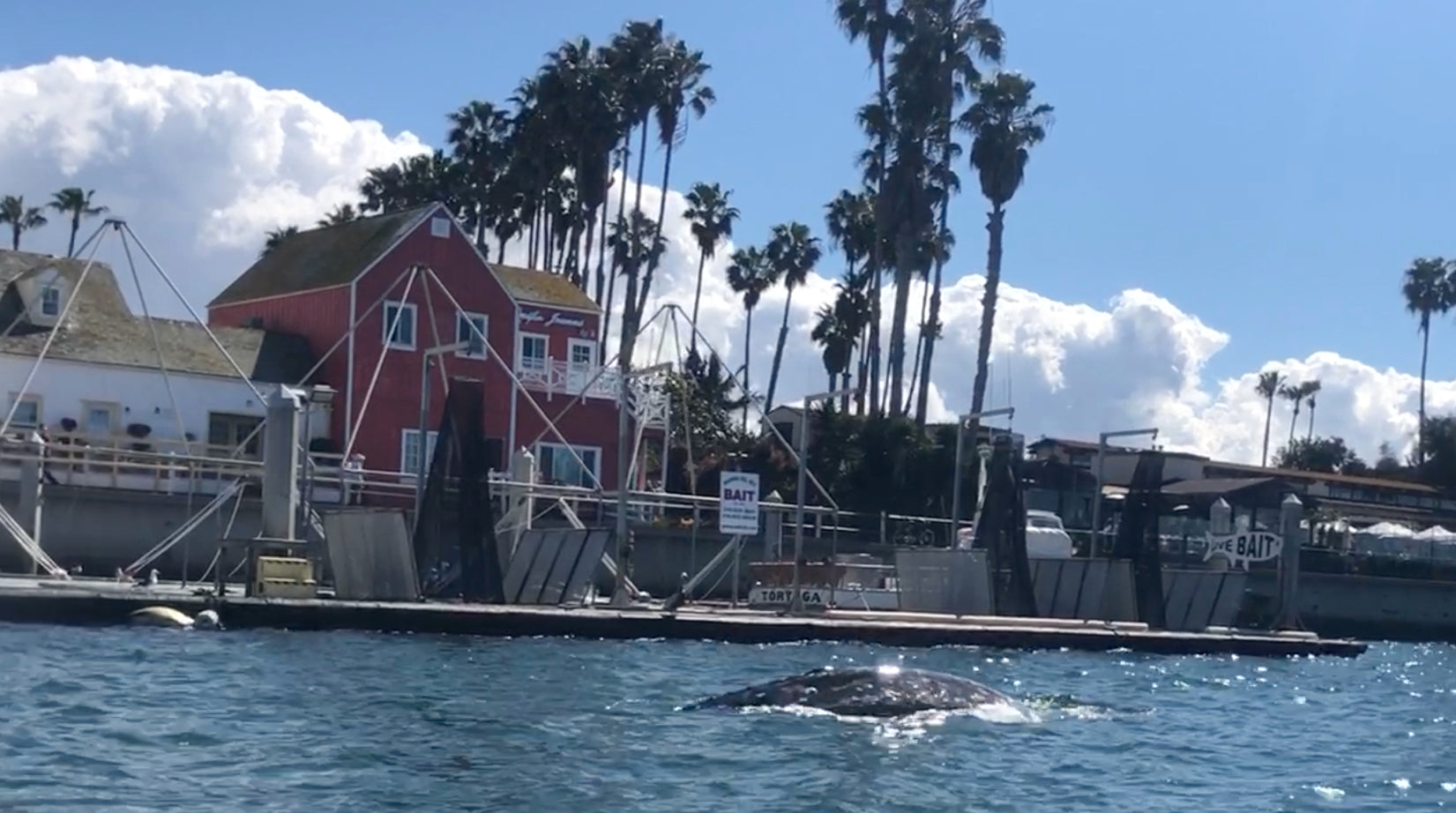 Load video: The Humpback Whale Under My Paddleboard